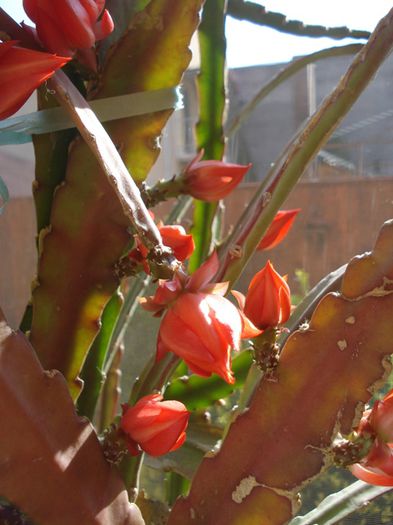bobocii (3) - epiphyllum