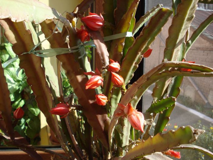 bobocii (4) - epiphyllum