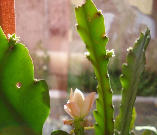 semne de inflorire la Miss Muffet - epiphyllum