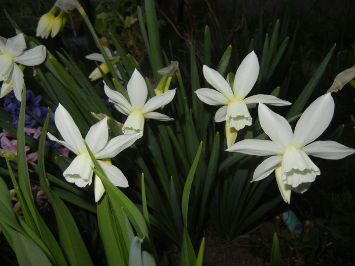Narcissus Thalia (2015, April 10)