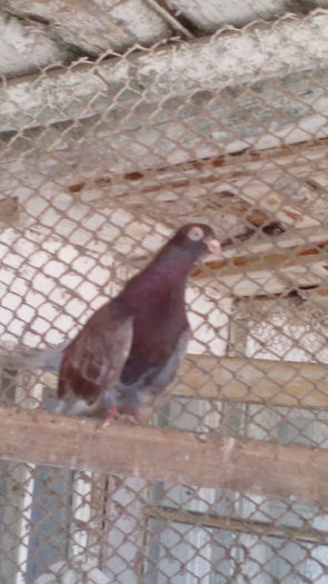 IMG_20150412_111746 - tineret roleri 2014