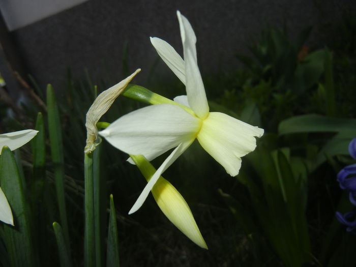 Narcissus Thalia (2015, April 10)