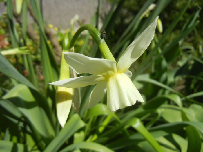 Narcissus Thalia (2015, April 10)
