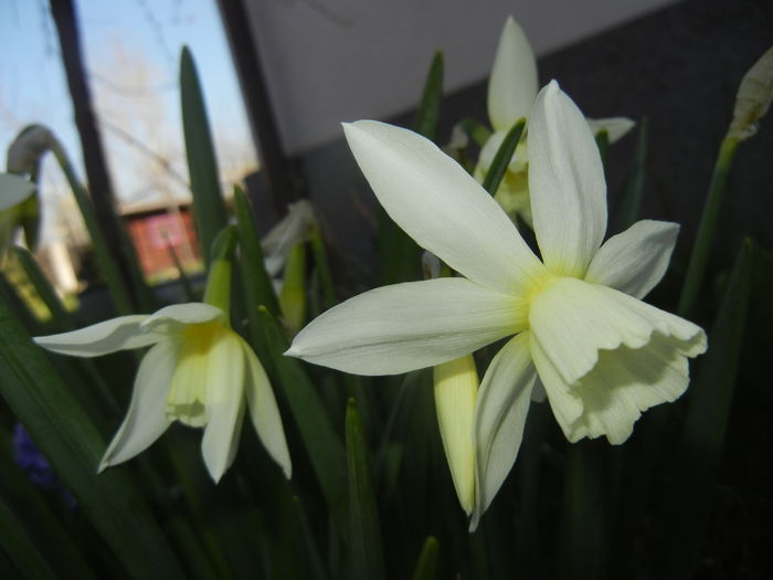 Narcissus Thalia (2015, April 10)