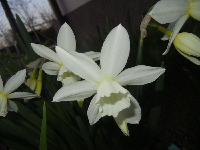 Narcissus Thalia (2015, April 10)