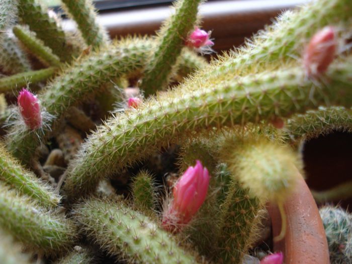 aprilie 2015 (2) - aporocactus flagelliformis