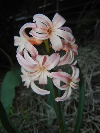 Hyacinth Gypsy Queen (2015, April 10)