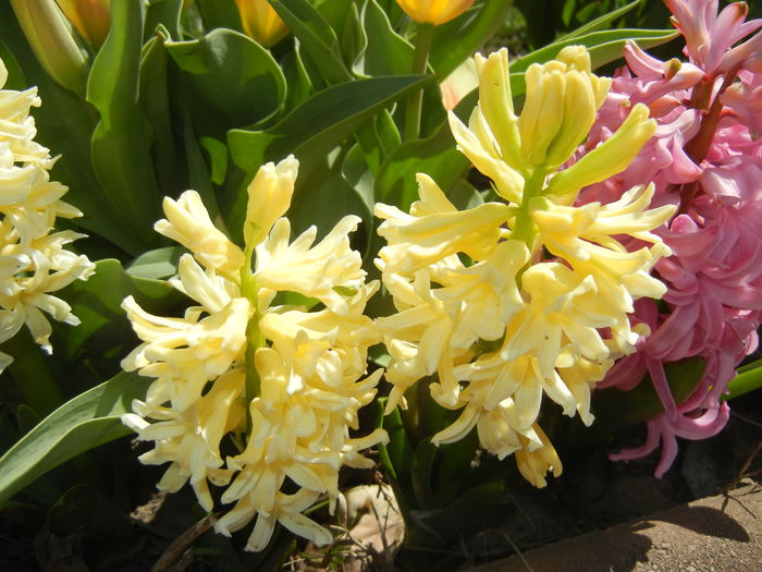 Hyacinth Yellow Queen (2015, April 10)