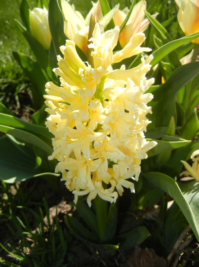 Hyacinth Yellow Queen (2015, April 10)