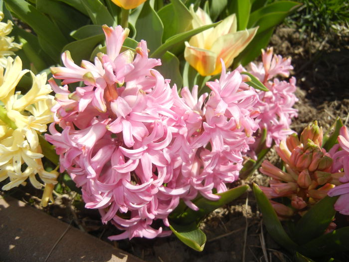 Hyacinth Lady Derby (2015, April 10) - Hyacinth Lady Derby