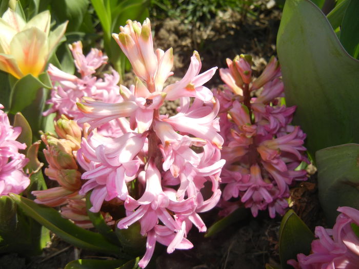 Hyacinth Lady Derby (2015, April 10)