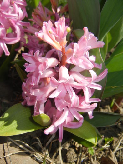 Hyacinth Lady Derby (2015, April 10)