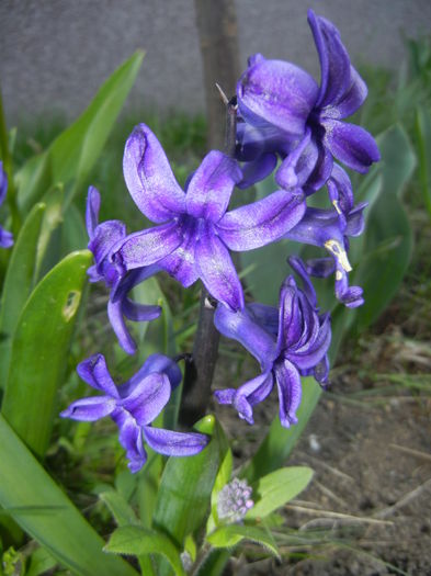 Hyacinth Peter Stuyvesant (2015, Apr.10) - Hyacinth Peter Stuyvesant