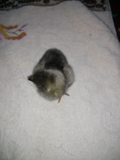 pui Australorp albastru 2