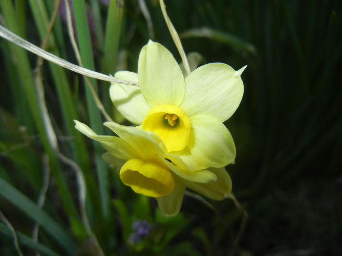 Narcissus Minnow (2015, April 10)