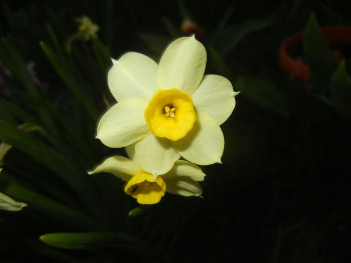 Narcissus Minnow (2015, April 10)