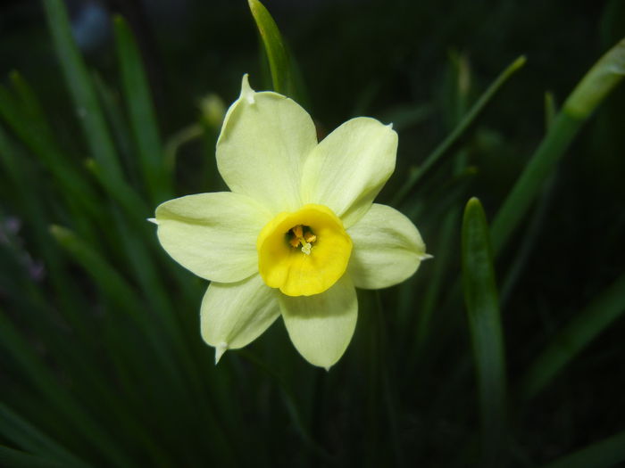 Narcissus Minnow (2015, April 10)