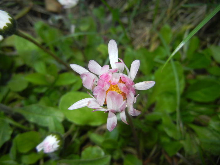 Bellis perennis (2015, April 10) - BELLIS Perennis