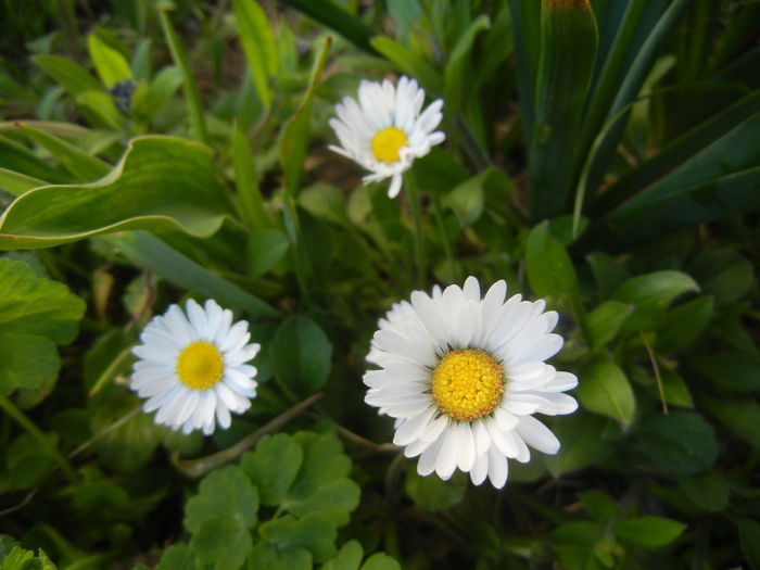 Bellis perennis (2015, April 11) - BELLIS Perennis