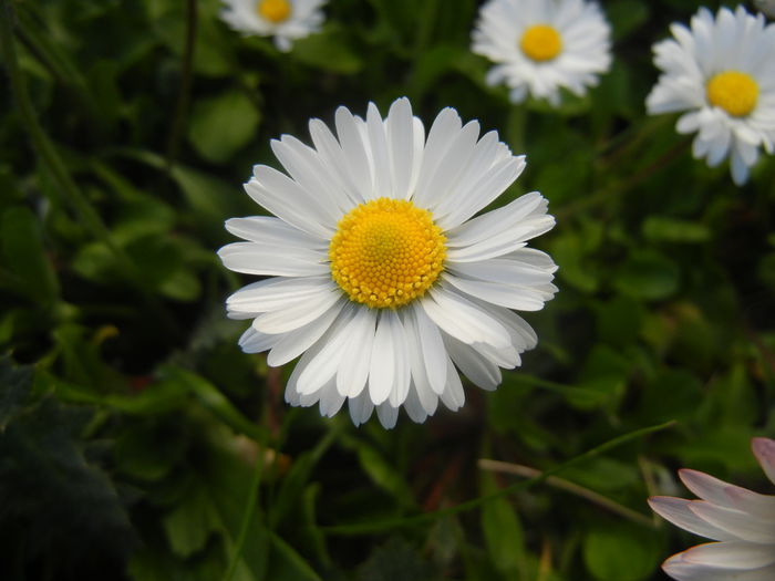 Bellis perennis (2015, April 11) - BELLIS Perennis