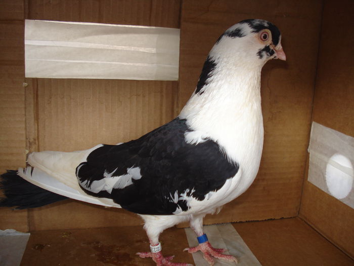 telecomanda - achiziti noi pt 2015