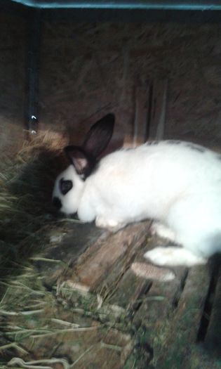 iepurasi 444; FAT DE FLUTURE
