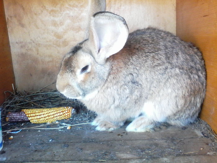 IMG_20150412_173642[1]