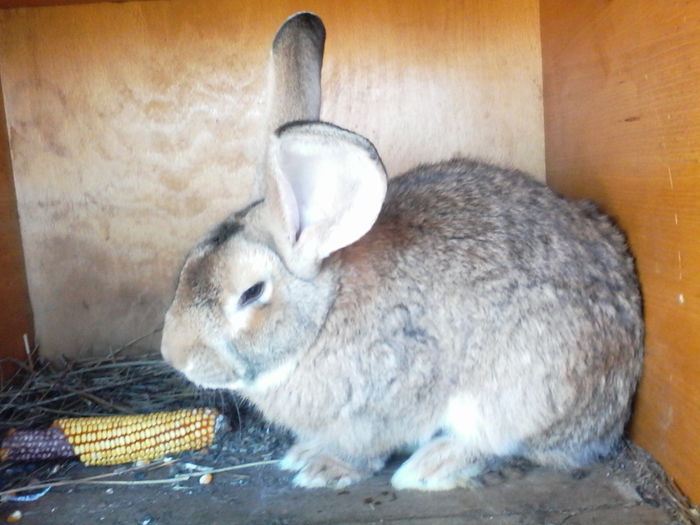 IMG_20150412_173645[1]