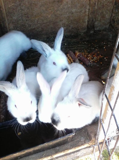 IMG_20150412_173758[1]