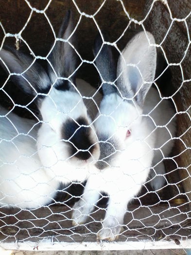 IMG_20150412_173810[1]