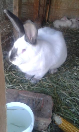 iepurasi 361; FATA DE UT
