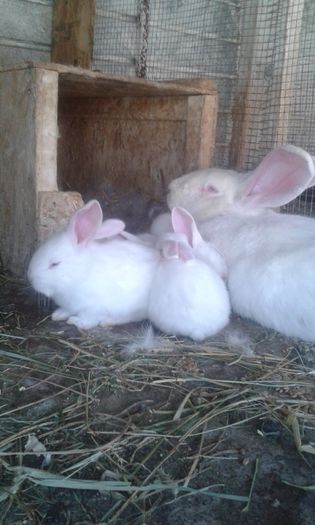 iepurasi 355; PUIUTI SI MAMA LOR -URIAS ALB
