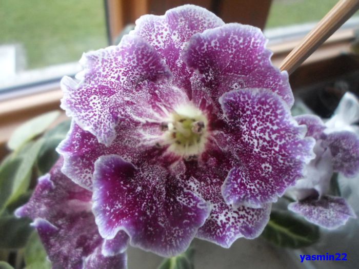 104  12 apr.2015 - Gloxinia Dozhdinka-pierdut