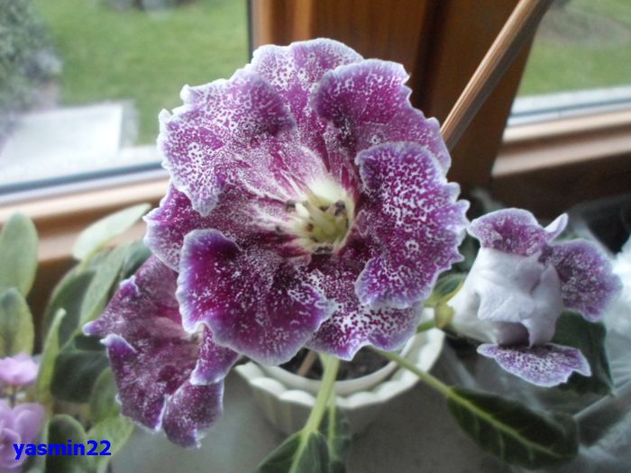 120  12 apr.2015 - Gloxinia Dozhdinka-pierdut