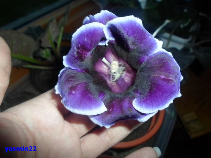 129  12 apr.2015 - Gloxinia Kaiser Wilhelm-pierdut