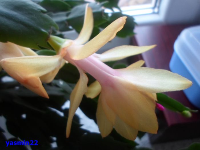 061  apr.2015 - X-Schlumbergera