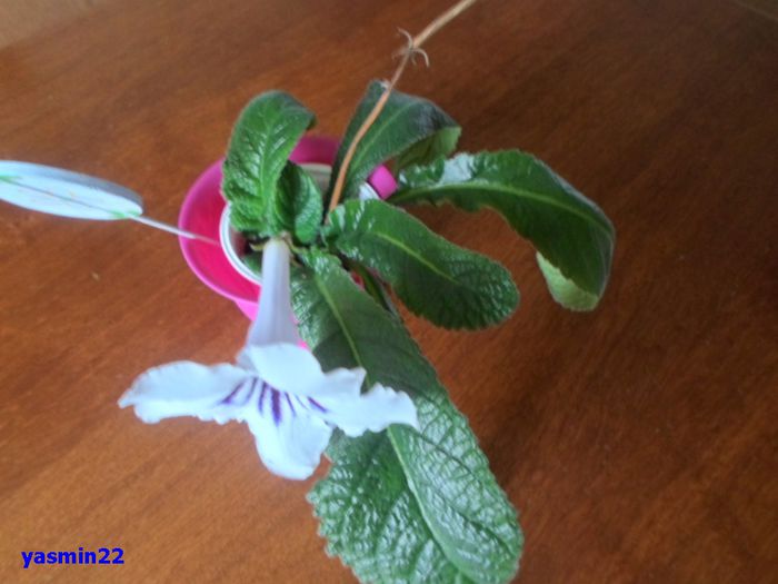 004  5 apr.2015 - Streptocarpus Kama - pierdut