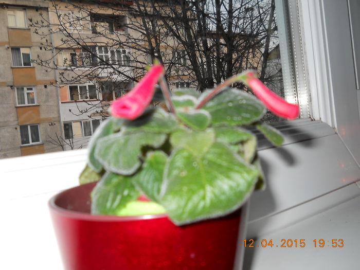 siningia - PRIMAVARA  2015  IN SUFLET SI IN GLASTRA
