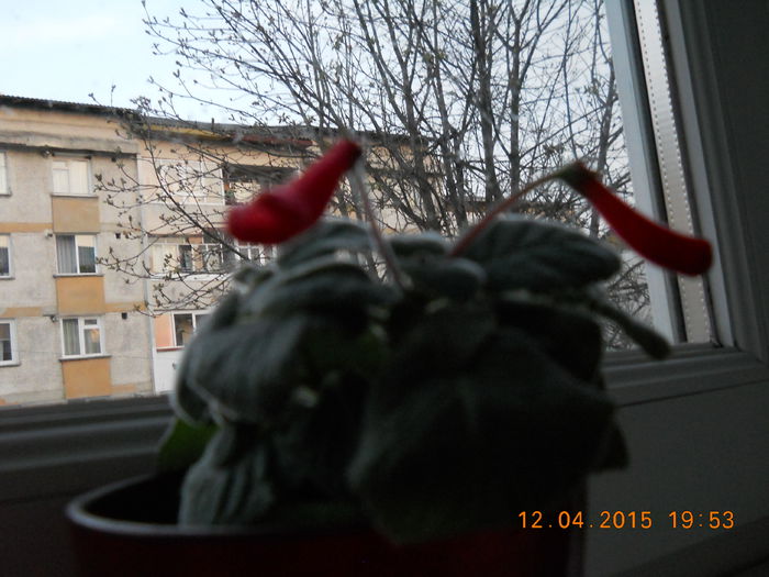 042 - PRIMAVARA  2015  IN SUFLET SI IN GLASTRA