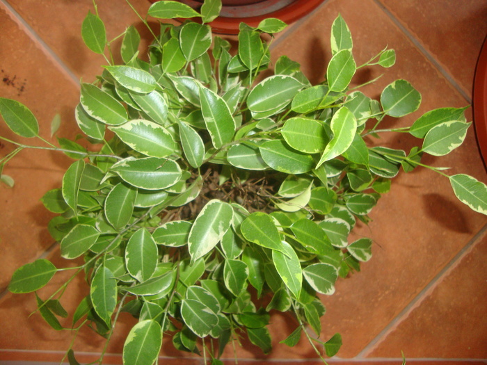 FICUS RYANDI