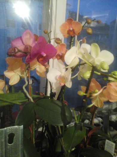 buchet de frumusete - orhidee 2015