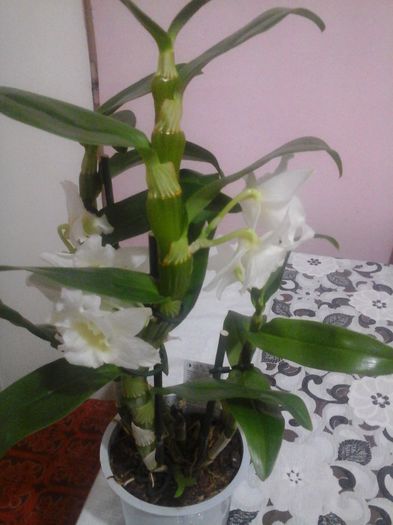 dendrobium nobile - orhidee 2015