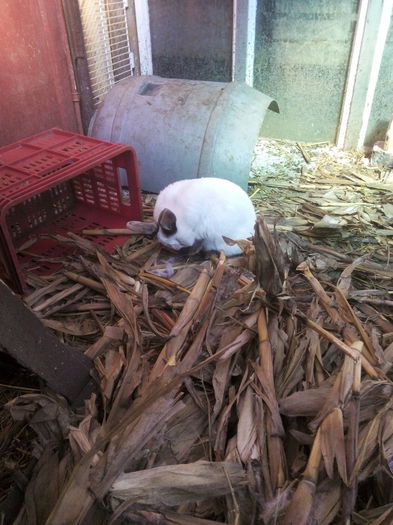 curatarea de dupa nastere