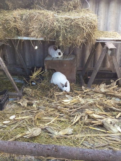 IMG_20150304_140806_1