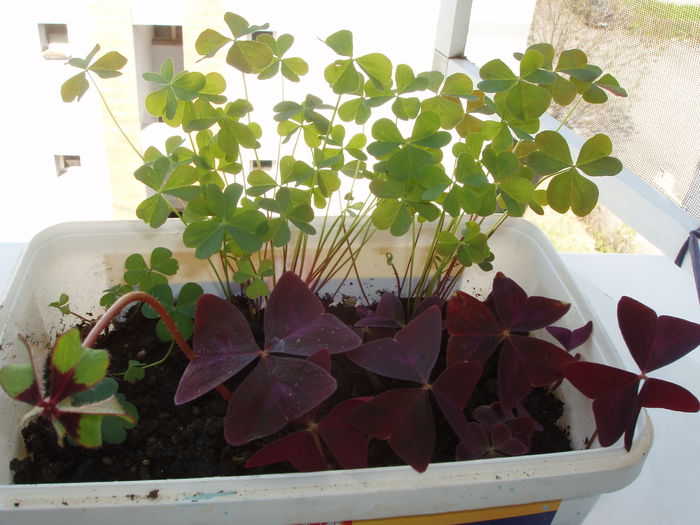oxalis - oxalis