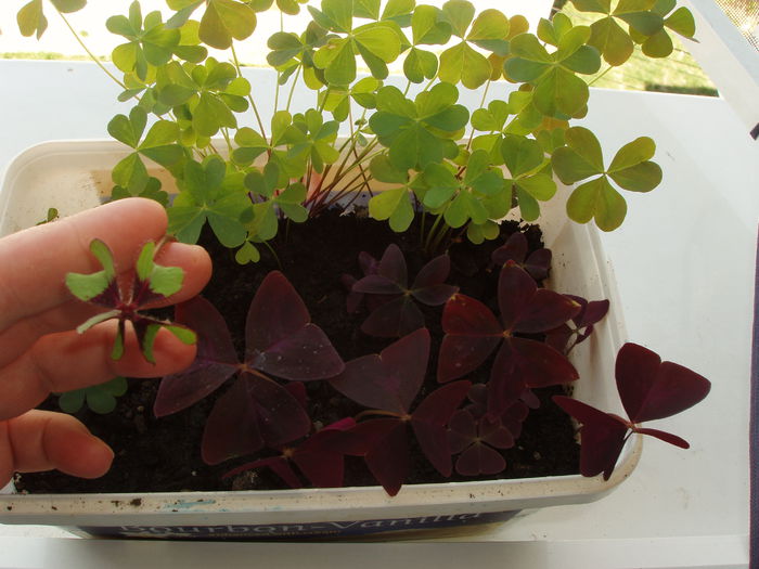 oxalis