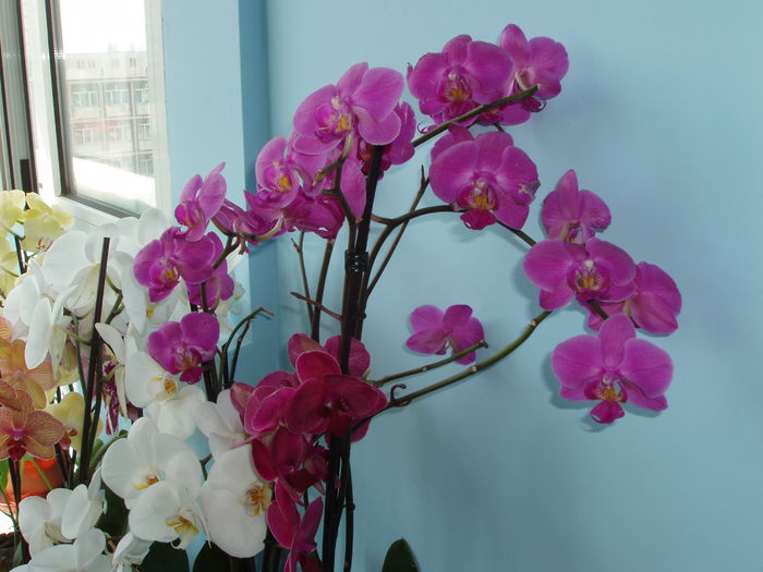 orhidee; cred ca s-a intamplat ceva inesplicabil, fiindca incepe sa-i dea lastari noi din ramurile cu flori care fac noi boboci de floare!
