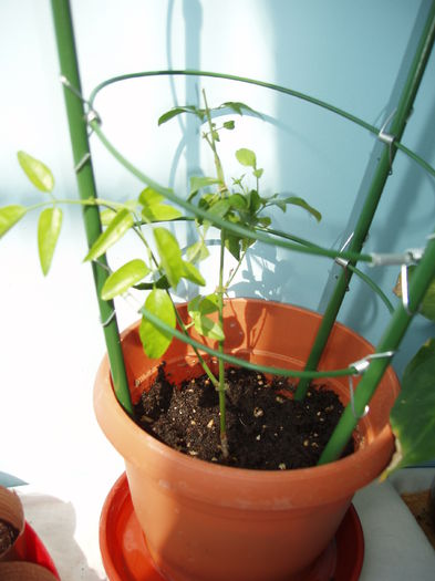 iasomie de camera - Jasminum Polyantum-iasomie de camera