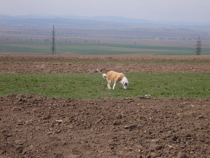 12 aprilie 2015; Primăvară, câmp, zare, Ceahlău şi Ambra

