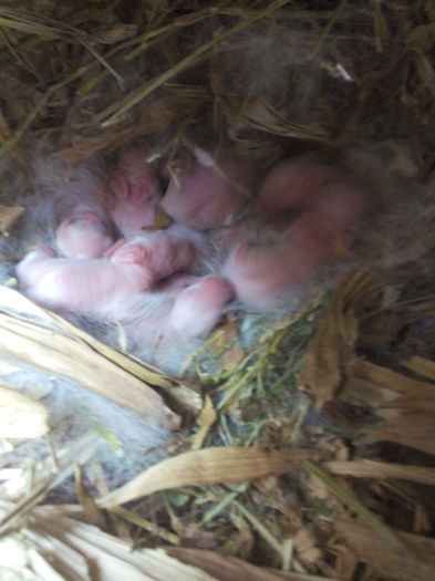 cuib 2 din 10.11.2014